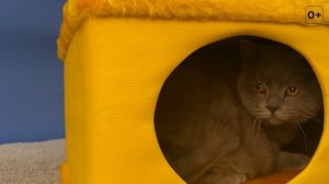 ШОТЛАНДСКИЕ КОТЫ: МНЕНИЕ ВЛАДЕЛЬЦА О ПОРОДЕ / СКОТТИШ СТРАЙТ И СКОТТИШ ФОЛД