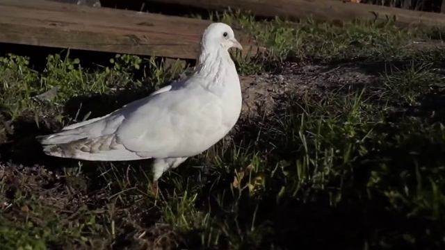 тест камеры:а58 кит 18-55 мп4 смотреть онлайн