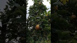 Груша Вильямса - обозреваем сорт