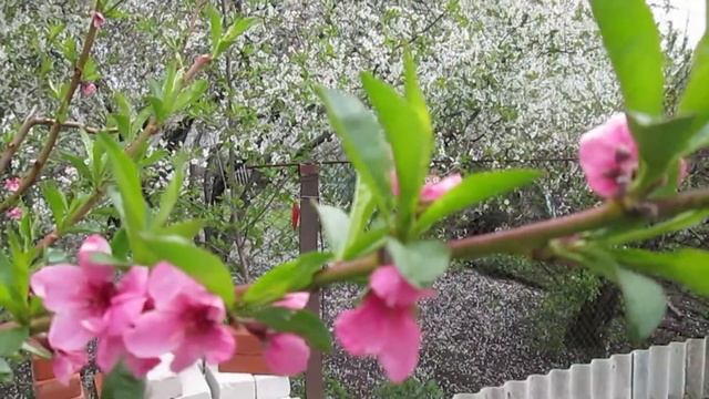 Шекспир — Мой глаз и сердце — Сонет 46: Стих смотреть онлайн