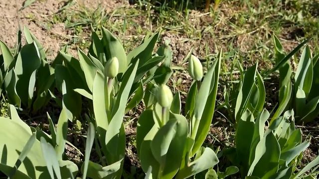 Весенние цветы в моем саду: крокусы, геоцинт, тюльпаны. смотреть онлайн