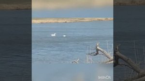 окрестности хутора, лебеди, родник, лес... красота ставропольского края