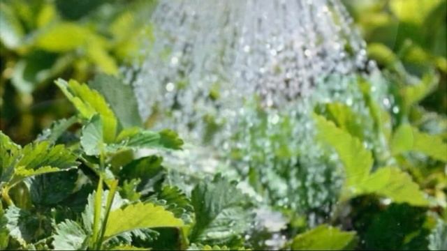 Как поливать растения холодной водой - без вреда смотреть онлайн