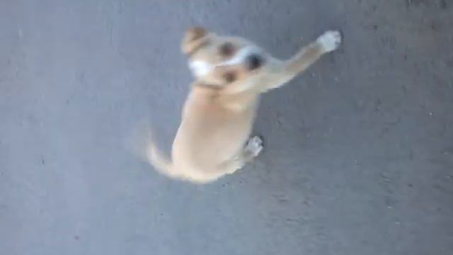 Щенки ищут хозяина.Мариуполь. смотреть онлайн