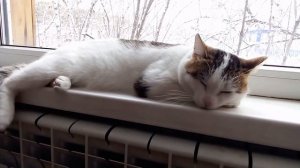 Зимний котик отдыхает