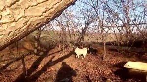 Притравка щенков по кунице