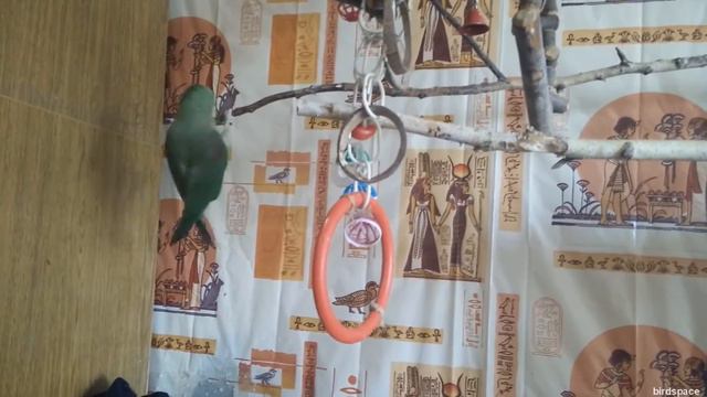 Попугайский Шэйкер.  Пати Мэйкер.  Уличный Дэнсер. Веселый Попугай!  Смешной попугай