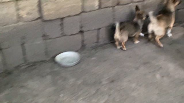 Кормлю на ночь уток КАННИБАЛОВ//Мускусная утка, Гусь смотреть онлайн