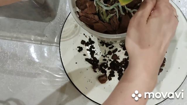 Тесно это ХОРОШО для орхидеи😁Зачем усложнять? Когда и так все прекрасно растет!