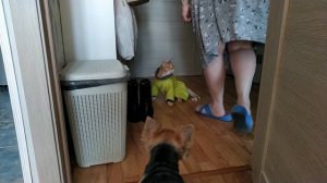 кот в костюме
