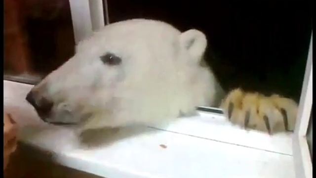 А Вам слабо!? Медвежонок-сладкоежка, или "как мужики белого медведя на Ямале кормили"...