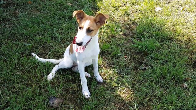 Adottata PRIMULA смотреть онлайн