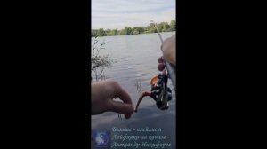 Рыбалка. Щука атакует окуня.