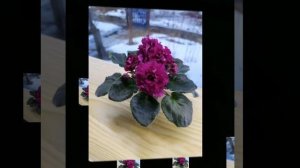 СОРТ ФИАЛКИ АВ-БОГЕМА. ФОТО ОБЗОР.