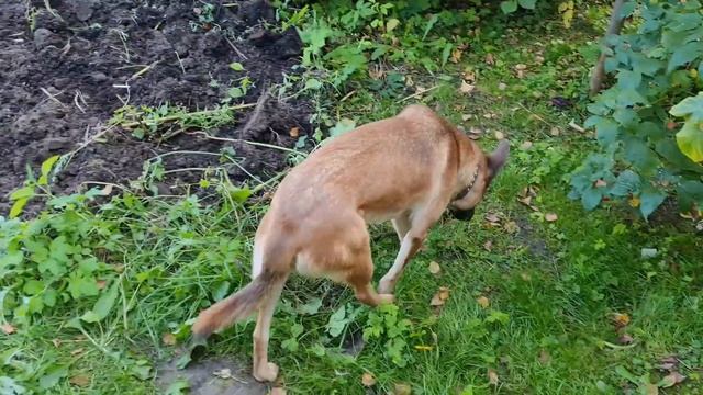 Краски сентября и наивный пёс смотреть онлайн