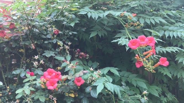 Plant Review: Campsis-The Good, The Bad & The Really Bad