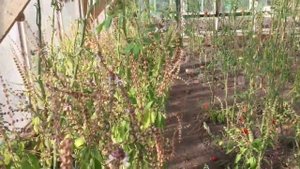 Гусеница на томате, с таким сталкиваюсь впервые.