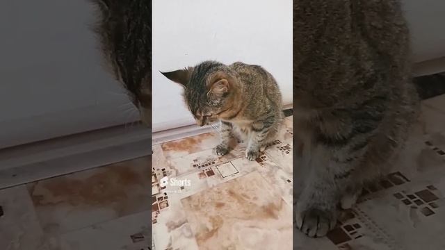 кошачье бодрое утро