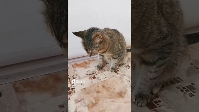 кошачье бодрое утро
