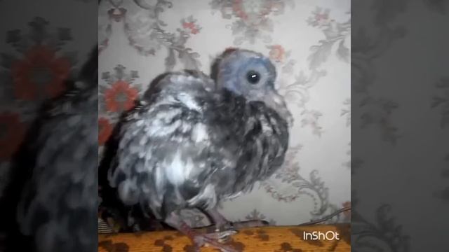 Чем кормить голубя?             InShot 20170825 2218224561 смотреть онлайн