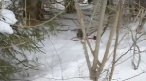 Йоркширский терьер и бивер йорк на прогулке зимой