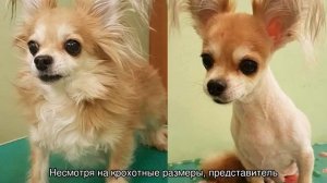 Чихуахуа длинношерстные: стрижка и уход