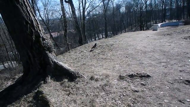 влог - покупочки, кукушкина гора, корабль на деревьях смотреть онлайн