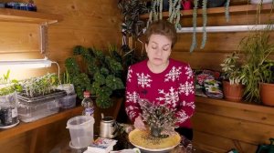 Все секреты эрики