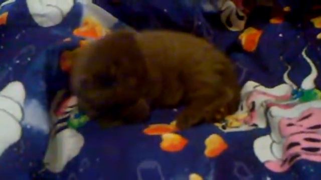 Скоттиш Фолд Шоколадная Принцесса - на выданье.КАЙФУЕМ!!! смотреть онлайн