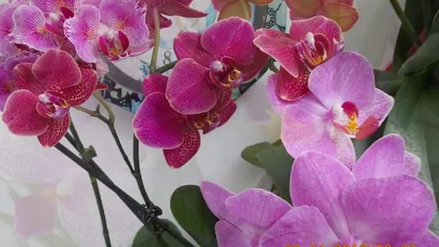 Flori смотреть онлайн