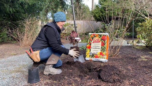 How to plant a Rhododendron смотреть онлайн