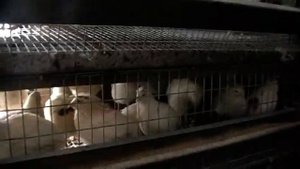 Выгодно  - Невыгодно держать кур и перепелов?