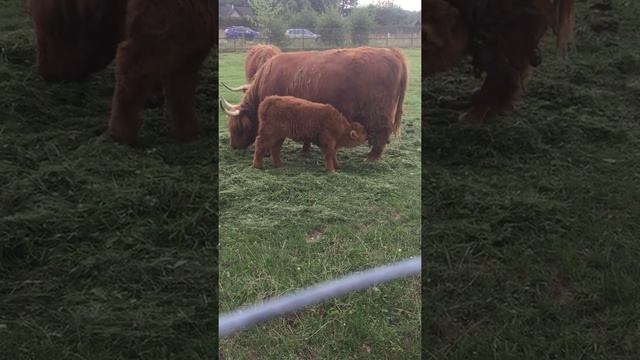 ШОТЛАНДСКИЕ КОРОВЫ  SCOTTISH COWS