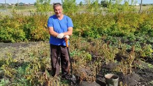 Как убрать и подготовить картофель к хранению.