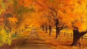 По пустым аллеям парка...