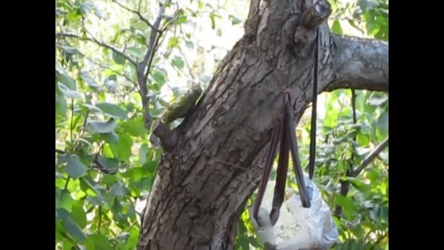 Садовые птички. Поползень показывает кто в саду хозяин. смотреть онлайн