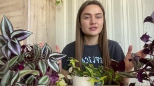 ТРАДЕСКАНЦИЯ ЗЕБРИНА | Секреты ухода и размножения ?