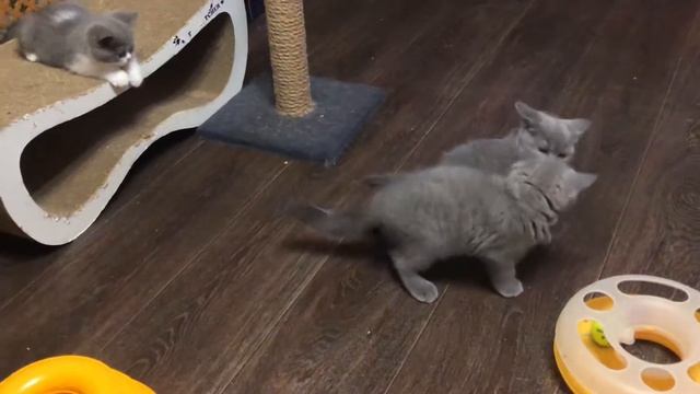 Британские котята играют