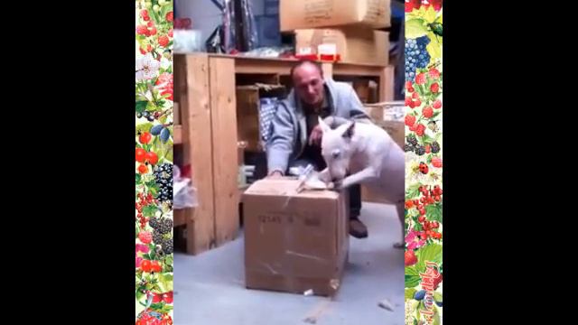 Английский бультерер Трюк Обучение