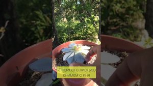 Размножаем Echeveria laui