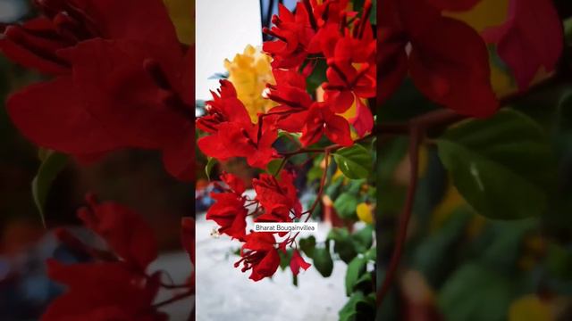 Tanglong Red Tanglung #bougainvillea #bougainville #baganbilas #garden #bougainvilleacare #trending