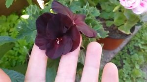 Королевская пеларгония Black Velvet (Блэк вельвет)