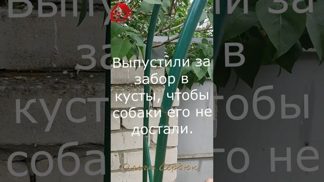 Спасение птенца воробья от собак