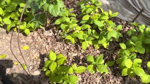 Крупнолистные гортензии ремонтантные сорта отправка почтой России