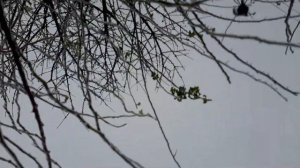 Кофе с каплями дождя песня