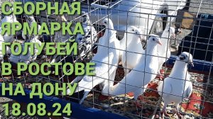 Сборная ярмарка голубей в Ростове на Дону. Птичий рынок 18.08.24. Николаевские голуби.