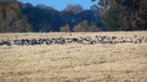 Миграция гусей. Осень.