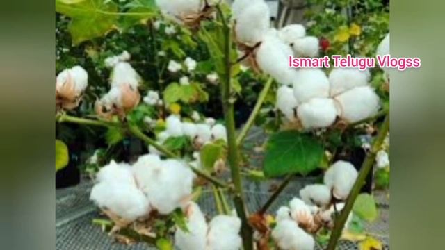 #Cotton మార్కెట్ లో పత్తి ధరలు Pathi rate today|Today cotton prices|పత్తి ధరలు смотреть онлайн