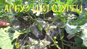 ПЕРЕЕЗД НА НОВЫЕ МЕСТА??? ЖИЗНЬ НА КУБАНИ????