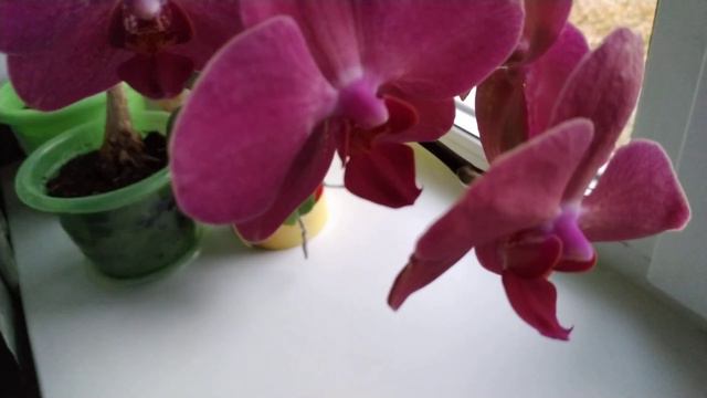 Diamond King смотреть онлайн